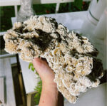 Desert Rose Selenite - Image 4