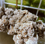 Desert Rose Selenite - Image 3