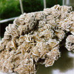 Desert Rose Selenite - Image 6