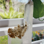 Lemurian Quartz Point on Stand