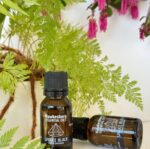 Spruce Black Essential Oil Blend - Image 2
