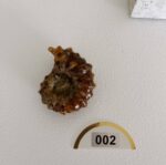 Ammonite Fossil - Image 5