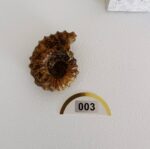 Ammonite Fossil - Image 6