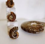 Ammonite Fossil