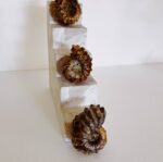 Ammonite Fossil - Image 3