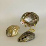 Abalone Shell Medium - Image 2