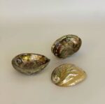Abalone Shell Medium - Image 3