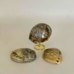 Abalone Shell Medium - Image 4