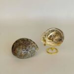 Abalone Shell Medium - Image 5