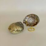 Abalone Shell Medium