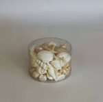 Seashell and Corals Natural