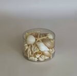 Seashell and Corals Natural - Image 2