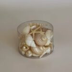 Seashell and Corals Natural - Image 4