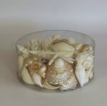 Seashell and Corals Natural Large - Image 3