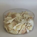 Seashell and Corals Natural Large - Image 2