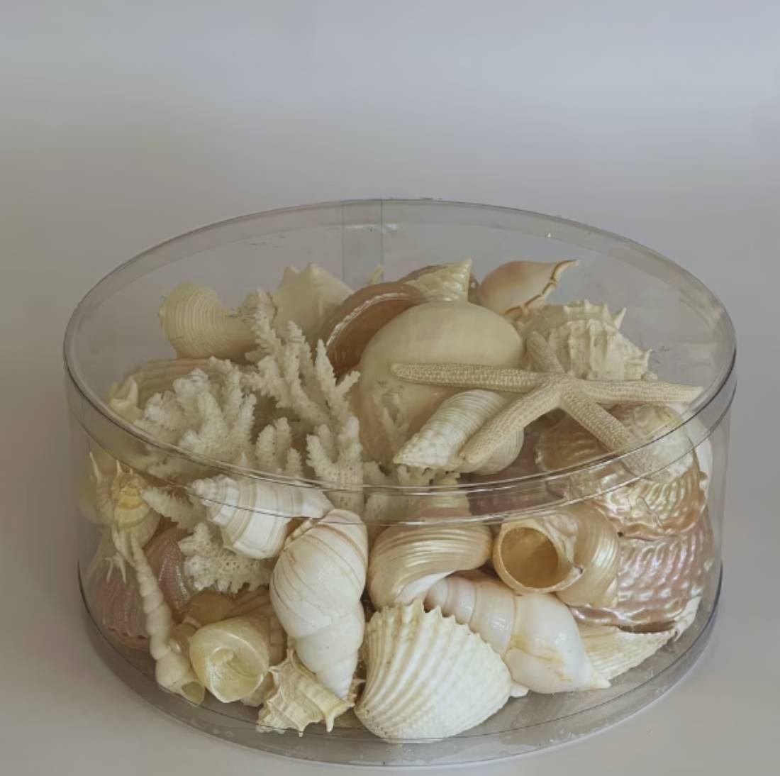 New Project (32) (24) Seashell and Corals Natural Large - Image 1