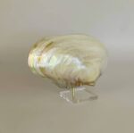 Clamshell Whole - Image 3