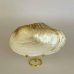 Clamshell Whole - Image 4