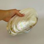 Clamshell Whole - Image 2