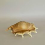 Conch Shell Large - Image 3