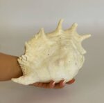 Conch Shell Large - Image 2