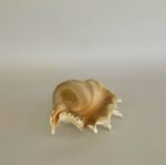 Conch Shell Large
