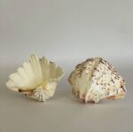 Scallop Shell Large - Image 2