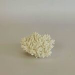 Branching Coral - Image 3