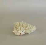 Branching Coral - Image 2