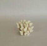 Branching Coral - Image 3