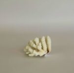 Branching Coral - Image 2