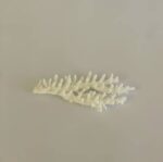 Branching Coral - Image 3