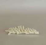 Branching Coral - Image 2