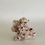 Barnacle Cluster - Image 2