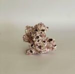 Barnacle Cluster - Image 3