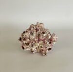 Barnacle Cluster - Image 4