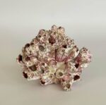 Barnacle Cluster - Image 5