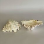 Scallop Shell Large - Image 3
