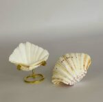 Scallop Shell - Image 3