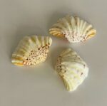Scallop Shell - Image 4