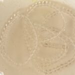 Clear Quartz Bead Bracelet 6mm - Image 3